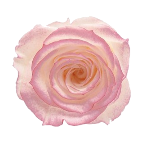 상품 섬네일 상품 섬네일